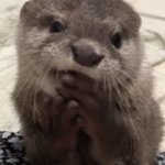 Tororo Cute