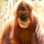Evil Orangutan GIF Template