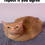 repost if you agree cat
