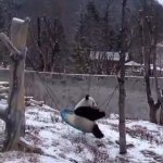 Panda Swing GIF Template