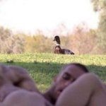 intruding duck