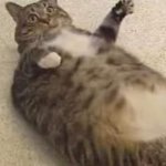 fat-cat-trying-to-roll-over meme