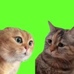 Cats talking GIF Template