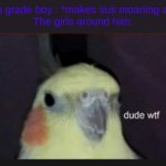 no | Some 8th grade boy : *makes sus moaning as a joke*
The girls around him: | image tagged in dude wtf cockatiel | made w/ Imgflip meme maker