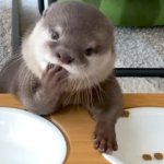 Hana Eating Cat Food Hana The GF Otter