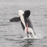 Jumping Orca