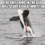 Jumping orca | THE ONLY THING IN THE SEA THAT WILL SCARE A GREAT WHITE SHARK! | image tagged in jumping orca | made w/ Imgflip meme maker