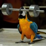 Birb at the gym