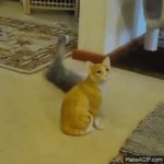 Funny Cats; stoic and overcharged kitten funny JPP GIF Template