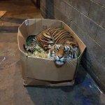 Tiger in big box