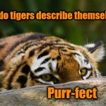 Just silly tiger fun | How do tigers describe themselves? Purr-fect | image tagged in hidden tiger | made w/ Imgflip meme maker