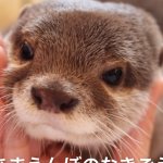 Otter Kinaco Kotaro The Otter Toons Wiki Fandom