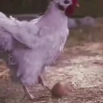 chicken skill GIF Template