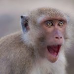 Surprised Monkey