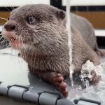 Kotaro Sees Cutie Otter Uwu