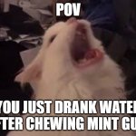 mint gum does somthing to you... | POV; YOU JUST DRANK WATER AFTER CHEWING MINT GUM | image tagged in screamin cat,water,cold,gum,memes,funny | made w/ Imgflip meme maker