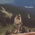 screaming marmot gif GIF Template