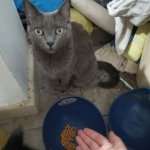 Cat staring next to bowl with food