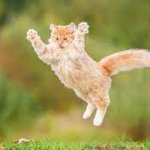 jumping cat template