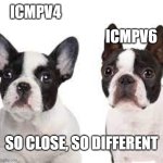 ICMP | ICMPV4; ICMPV6; SO CLOSE, SO DIFFERENT | image tagged in similar dogs | made w/ Imgflip meme maker