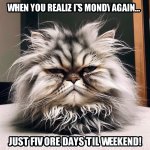 The meme features a picture of a grumpy cat with its fur ruffled