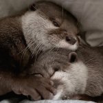Kotahana Snuggle