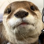 Aty Otter Reaction