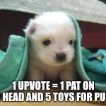 Cute puppy | 1 UPVOTE = 1 PAT ON THE HEAD AND 5 TOYS FOR PUPPY | image tagged in cute puppy,memes,funny,dogs,puppy | made w/ Imgflip meme maker