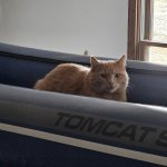 Tomcat Solo