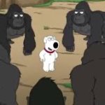 Brian in the gorilla pit