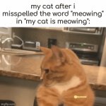 my cat is mewing | my cat after i misspelled the word "meowing" in "my cat is meowing": | image tagged in gifs,e | made w/ Imgflip video-to-gif maker