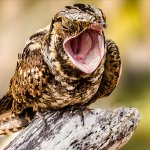 Screaming bird on log