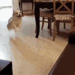 flying dog GIF Template