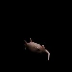 Spinning Rat GIF Template