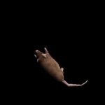 low quality spinning rat GIF Template