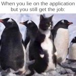 Penguin cat | When you lie on the application but you still get the job: | image tagged in penguin cat,memes,funny,cats | made w/ Imgflip meme maker