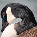 Sad Canada goose