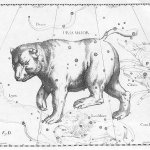 Constellation Bear