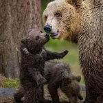 Bear with her cubs