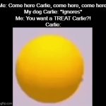 Carlie is my dog in real life. | Me: Come here Carlie, come here, come here!
My dog Carlie: *Ignores*
Me: You want a TREAT Carlie?!
Carlie: | image tagged in gifs,memes,funny,dogs,animals | made w/ Imgflip video-to-gif maker