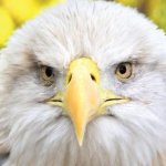 Bald eagle