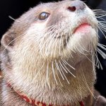 Ui Otter