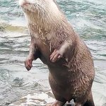 Otter Aty Standing