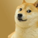 the doge meme