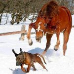 Horse chases Dog