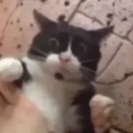 YOU INSIGNIFICANT FU-