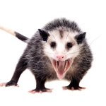 Opposum meme