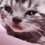 Crying Cat GIF Template
