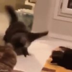 Breakdancing cat meme