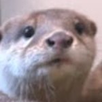 L Kotaro The Otter Toons Wiki Fandom